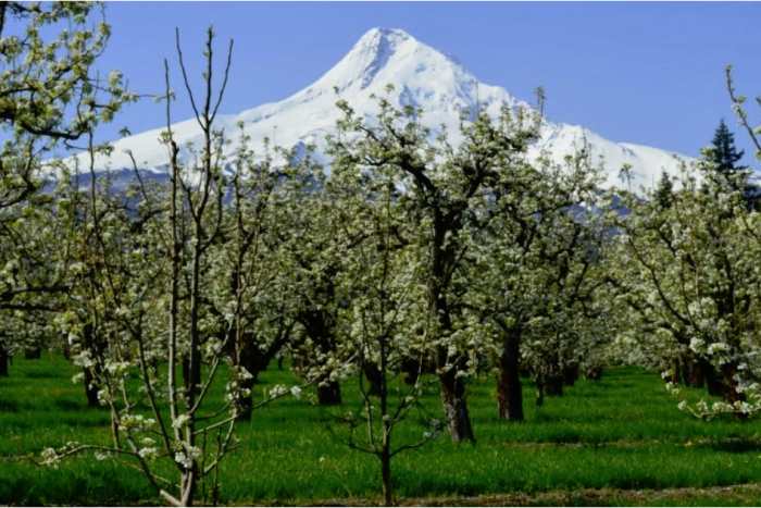 Old Parkdale Inn — Mt Hood Parkdale, OR